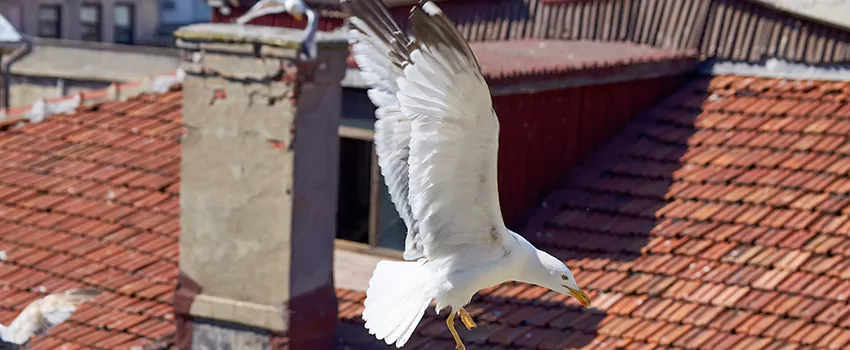 Residential Chimney Animal Removal Solution in Port Orange, FL