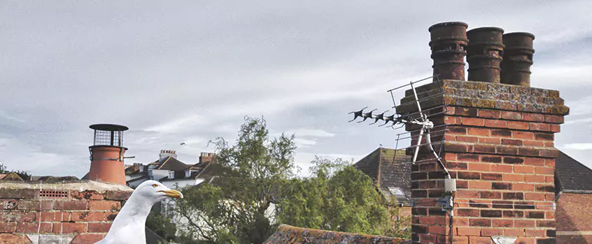Chimney Cleaning And Restoration in Port Orange, Florida